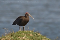 Ibis bradavičnatý - Pseudibis papillosa - Red-naped Ibis