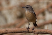 Pŕhľaviar kapucňový - Saxicola maurus - Eastern Stonechat