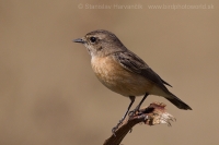 Pŕhľaviar kapucňový - Saxicola maurus - Eastern Stonechat