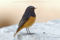 Žltochvost domový - Phoenicurus ochruros - Black Redstart