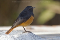 Žltochvost domový - Phoenicurus ochruros - Black Redstart