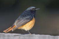 Žltochvost domový - Phoenicurus ochruros - Black Redstart