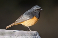 Žltochvost domový - Phoenicurus ochruros - Black Redstart