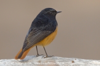 Žltochvost domový - Phoenicurus ochruros - Black Redstart