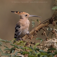 Dudok chochlatý - Upupa epops - Common Hoopoe