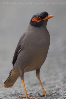 Škorec pobrežný - Acridotheres ginginianus - Bank Myna