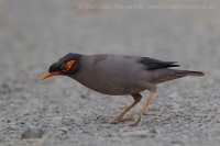 Škorec pobrežný - Acridotheres ginginianus - Bank Myna