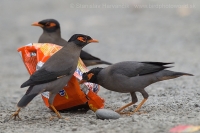 Škorec pobrežný - Acridotheres ginginianus - Bank Myna