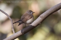 Muchárik malý - Ficedula parva -Red-breasted Flycatcher