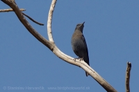 Skaliar modrý - Monticola solitarius - Blue Rock Thrush