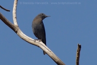 Skaliar modrý - Monticola solitarius - Blue Rock Thrush