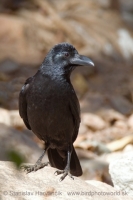Vrana indická - Corvus (macrorhynchos) culminatus - Indian Jungle Crow