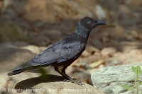 Vrana indická - Corvus (macrorhynchos) culminatus - Indian Jungle Crow