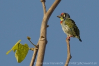 Barbet kotlárik - Megalaima haemacephala - Coppersmith Barbet