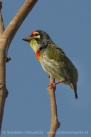 Barbet kotlárik - Megalaima haemacephala - Coppersmith Barbet