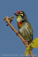 Barbet kotlárik - Megalaima haemacephala - Coppersmith Barbet