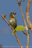 Barbet kotlárik - Megalaima haemacephala - Coppersmith Barbet