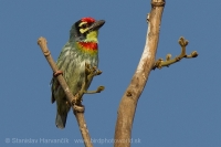 Barbet kotlárik - Megalaima haemacephala - Coppersmith Barbet