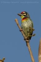 Barbet kotlárik - Megalaima haemacephala - Coppersmith Barbet