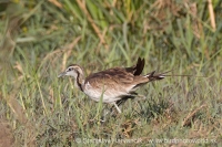Jakana bažantia - Hydrophasianus chirurgus - Pheasant-tailed Jacana
