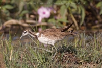 Jakana bažantia - Hydrophasianus chirurgus - Pheasant-tailed Jacana