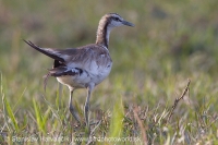 Jakana bažantia - Hydrophasianus chirurgus - Pheasant-tailed Jacana
