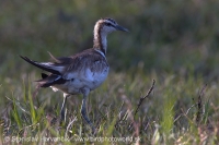 Jakana bažantia - Hydrophasianus chirurgus - Pheasant-tailed Jacana