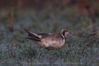 Jakana bažantia - Hydrophasianus chirurgus - Pheasant-tailed Jacana