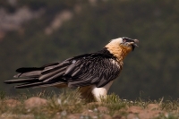 Bradáň žltohlavý - Gypaetus barbatus - Lammergeier 