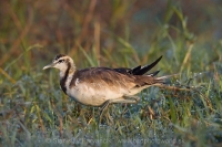 Jakana bažantia - Hydrophasianus chirurgus - Pheasant-tailed Jacana