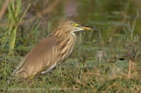 Čaplička ryžová - Ardeola grayii - Chinese Pond Heron