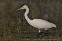 Volavka prostredná - Mesophoyx intermedia - Intermediate Egret 