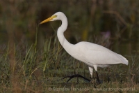 Volavka prostredná - Mesophoyx intermedia - Intermediate Egret 