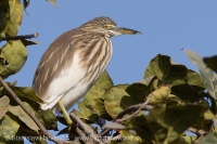 Čaplička ryžová - Ardeola grayii - Chinese Pond Heron