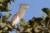 Čaplička ryžová - Ardeola grayii - Chinese Pond Heron