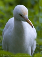 Hltavka chochlatá - Bubulcus ibis - Cattle Egret