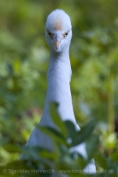 Hltavka chochlatá - Bubulcus ibis - Cattle Egret