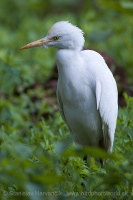 Hltavka chochlatá - Bubulcus ibis - Cattle Egret