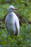 Hltavka chochlatá - Bubulcus ibis - Cattle Egret