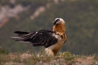 Bradáň žltohlavý - Gypaetus barbatus - Lammergeier 