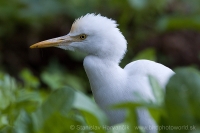 Hltavka chochlatá - Bubulcus ibis - Cattle Egret