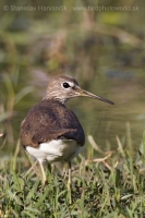 Kalužiak perlavý - Tringa ochropus - Green Sandpiper