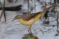 Trasochvost horský - Motacilla cinerea - Grey Wagtail