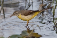 Trasochvost horský - Motacilla cinerea - Grey Wagtail