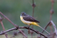 Trasochvost horský - Motacilla cinerea - Grey Wagtail
