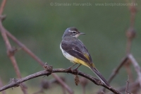 Trasochvost horský - Motacilla cinerea - Grey Wagtail