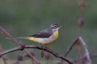 Trasochvost horský - Motacilla cinerea - Grey Wagtail