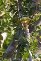 Jara čiernokrídla - Aegithina tiphia - Common lora