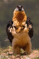 Bradáň žltohlavý - Gypaetus barbatus - Lammergeier 