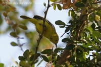 Jara čiernokrídla - Aegithina tiphia - Common lora